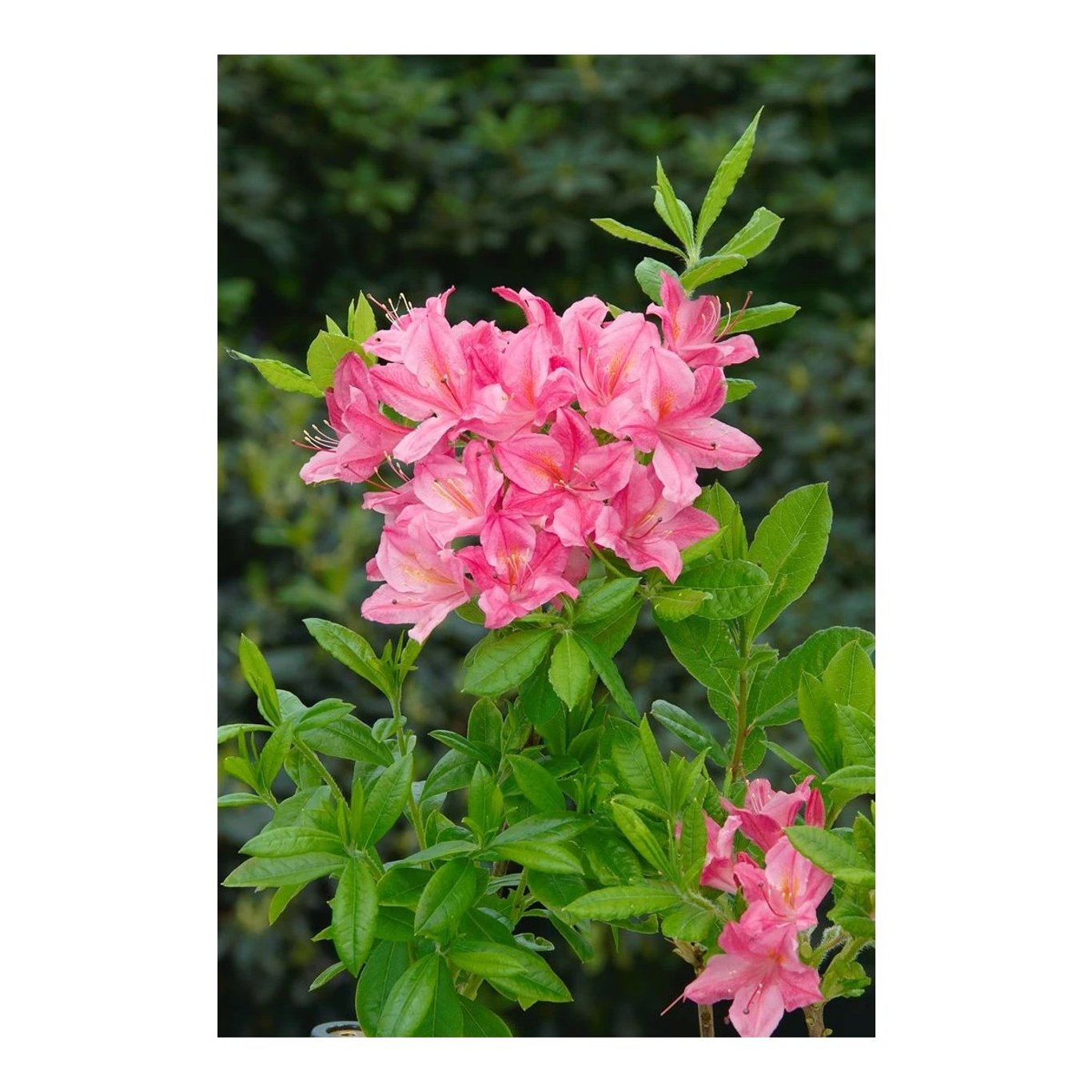 Rhododendron – Rhododendron (AP); 'Joseph. Klinger' - C5 40-50 CM
